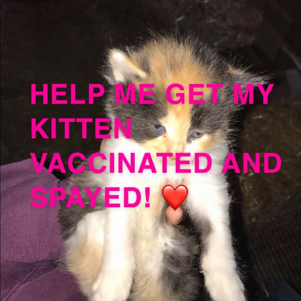 🐱 Proceeds from my closet go towards my kitten